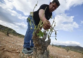 Un agricultor comprueba los daños en sus viñedos.