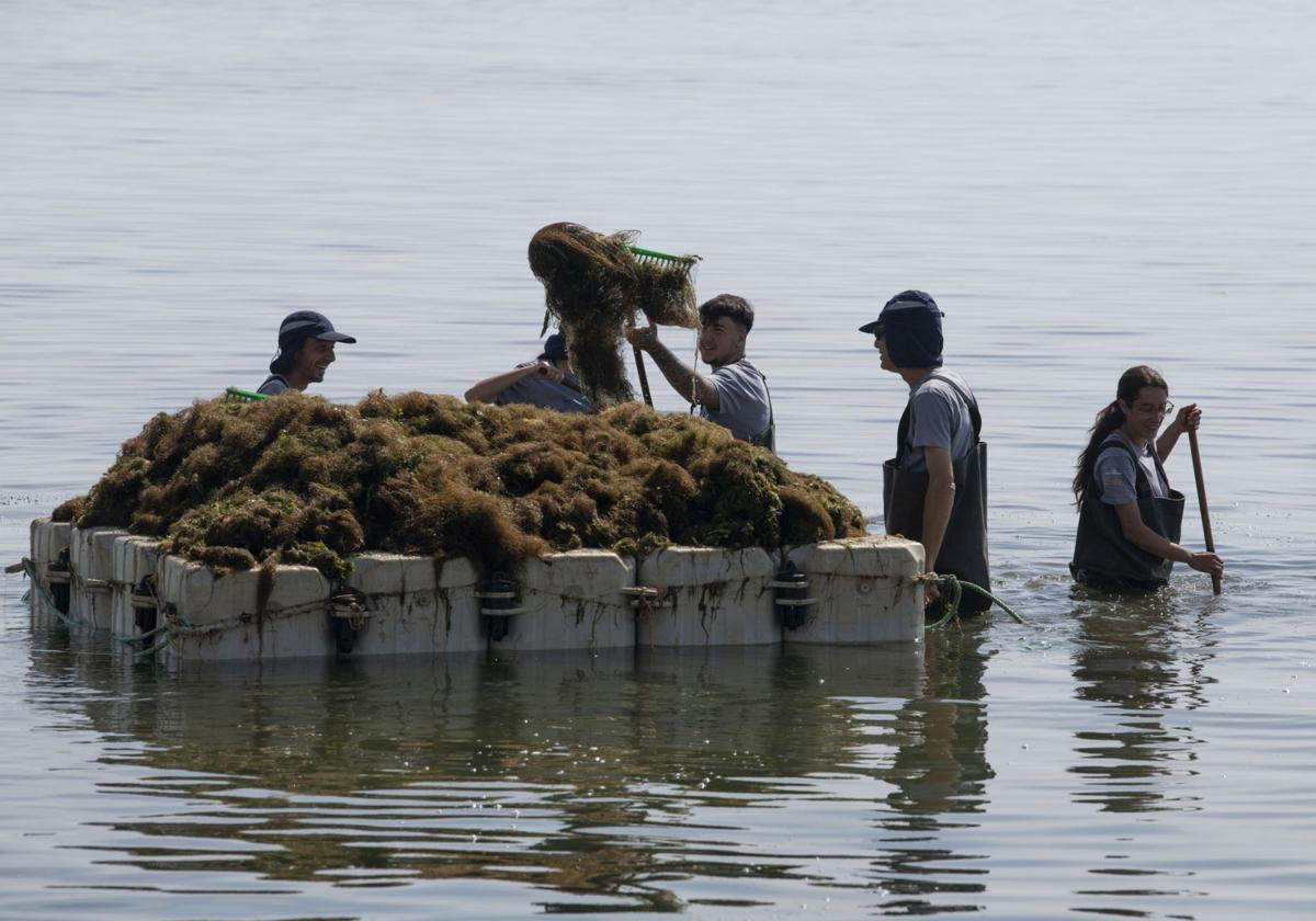 Retirada de biomasa en el Mar Menor, en imágenes | La Verdad