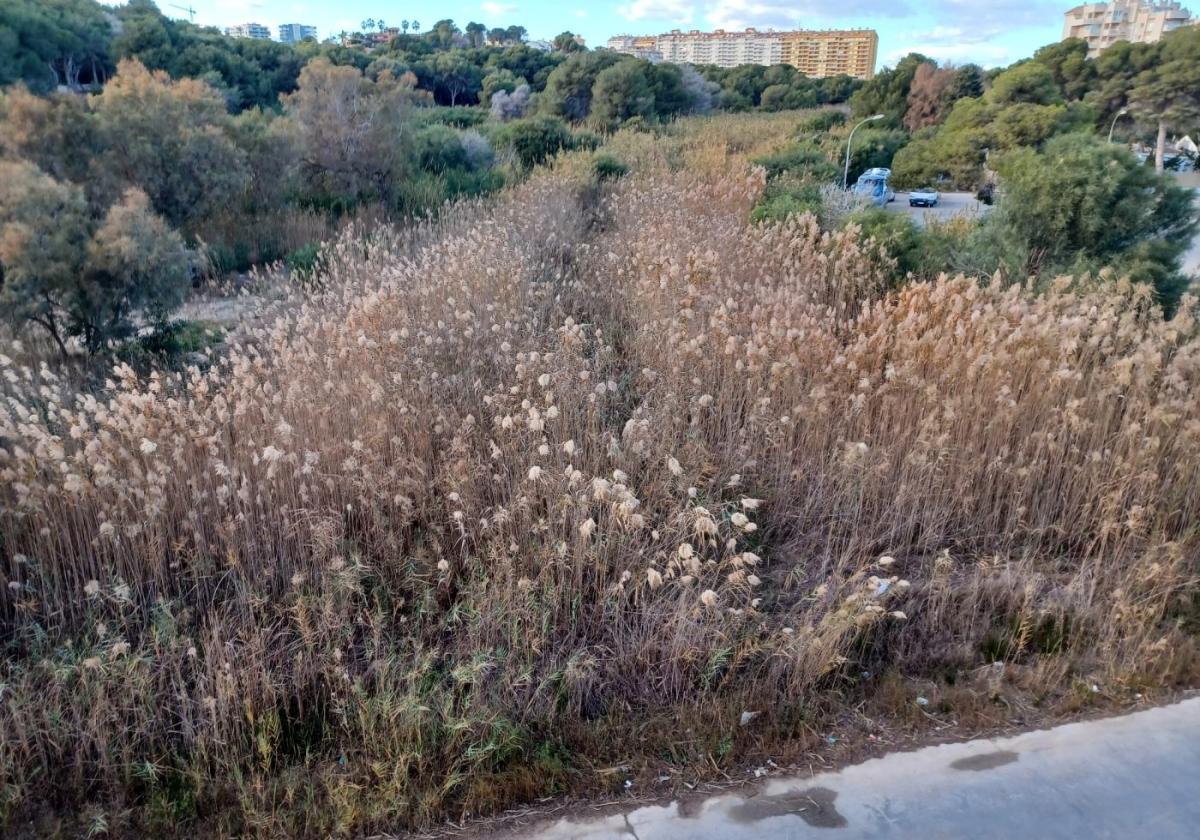 Estado del cauce del río Nacimiento a su paso por Campoamor, en Orihuela Costa.