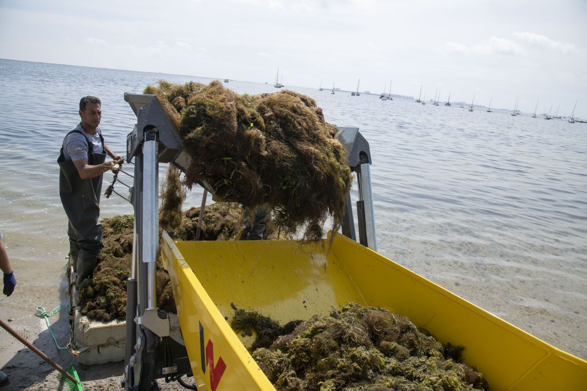Retirada de biomasa en el Mar Menor, en imágenes