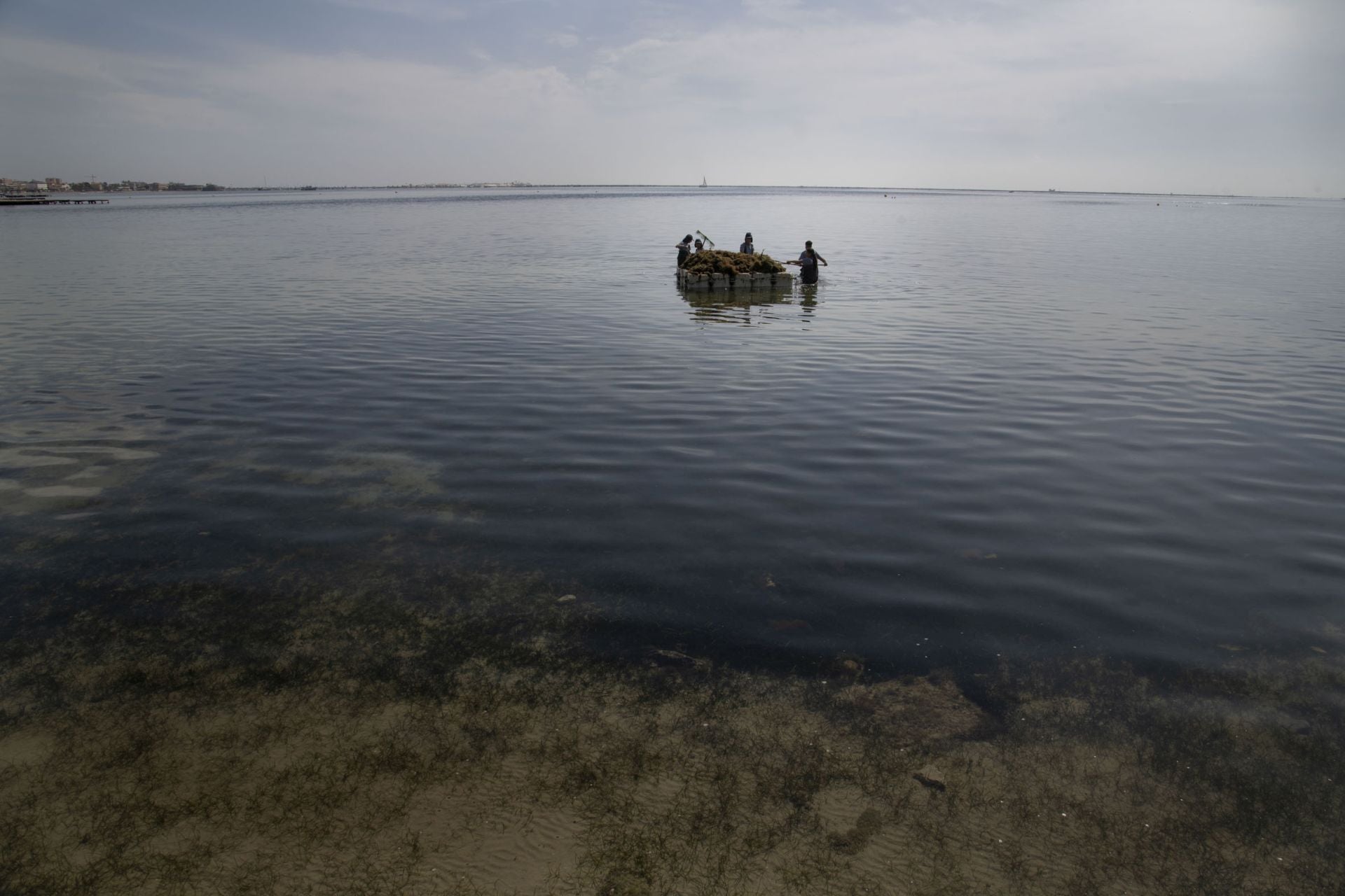 Retirada de biomasa en el Mar Menor, en imágenes