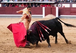 El diestro Paco Ureña lidia un toro durante la corrida de toros de la Feria de San Isidro, la Plaza de Las Ventas de Madrid.