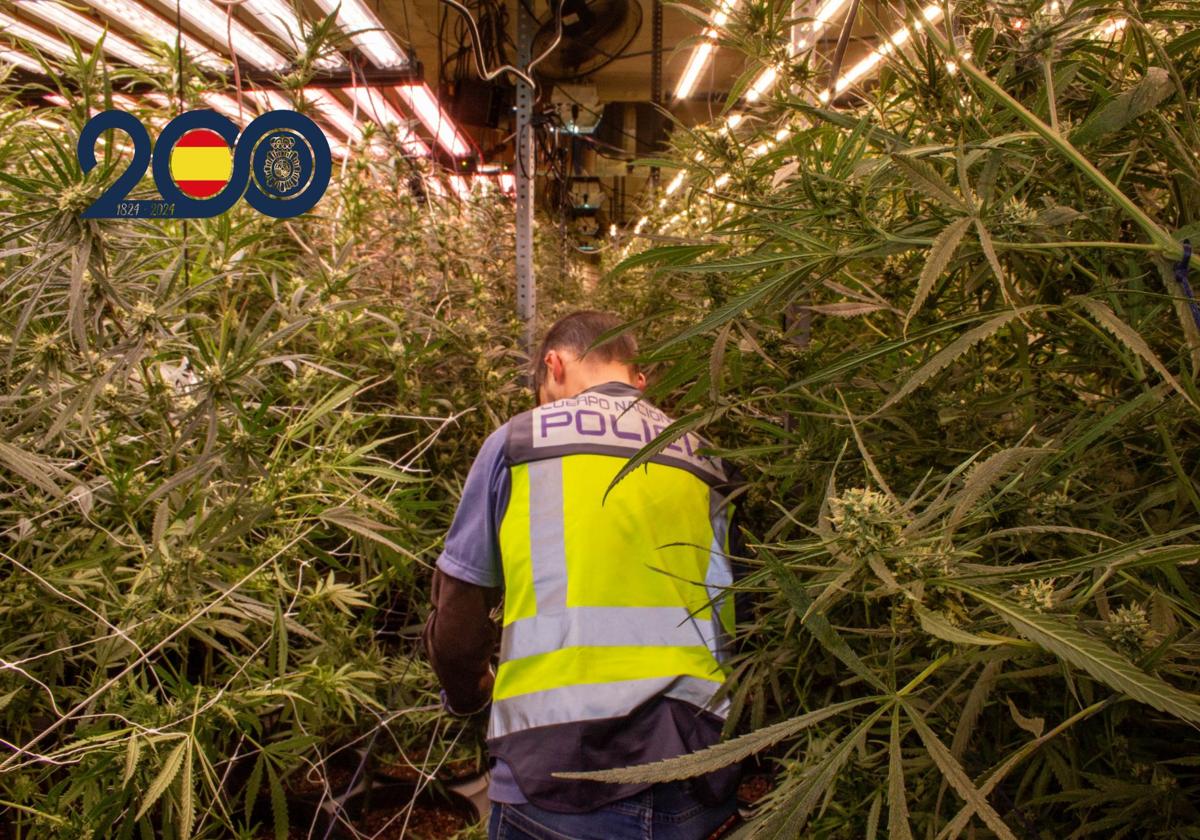Desmantelan una nave con más de 2. 000 plantas de marihuana en torre pacheco | la verdad