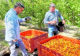 Manuel Ruiz, presidente de la cooperativa Thader, observa la fruta junto a uno de sus trabajadores.