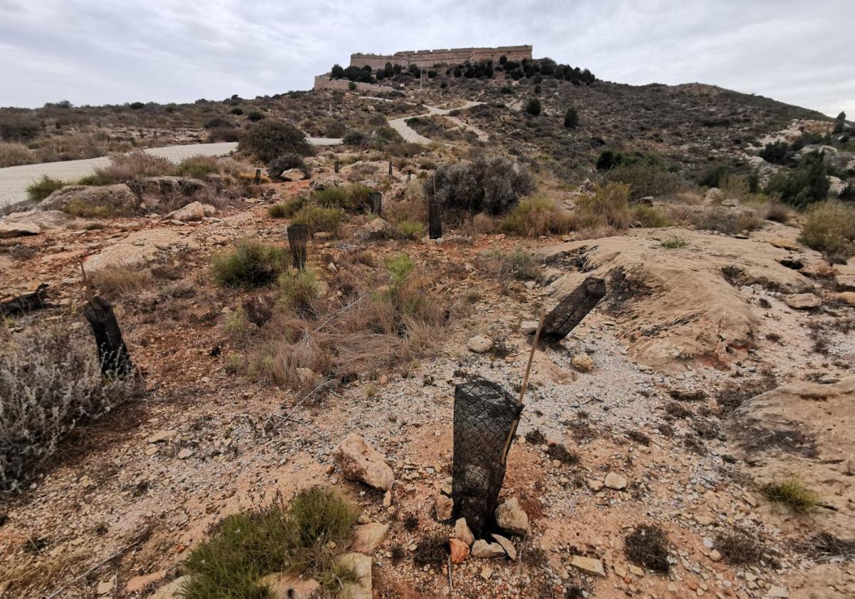 Grupos ecologistas piden convocar la mesa de la reforestación tras dos años inactiva | la verdad