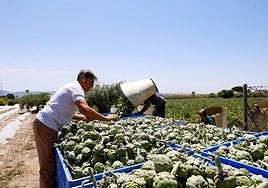 El agricultor Juan Antonio Márquez supervisa la recolección de alcachofa en su finca de Tercia, ayer.