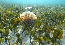 Nuevo ejemplar juvenil hallado este año.