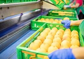 Melocotones de la cooperativa Alimer de Cieza.