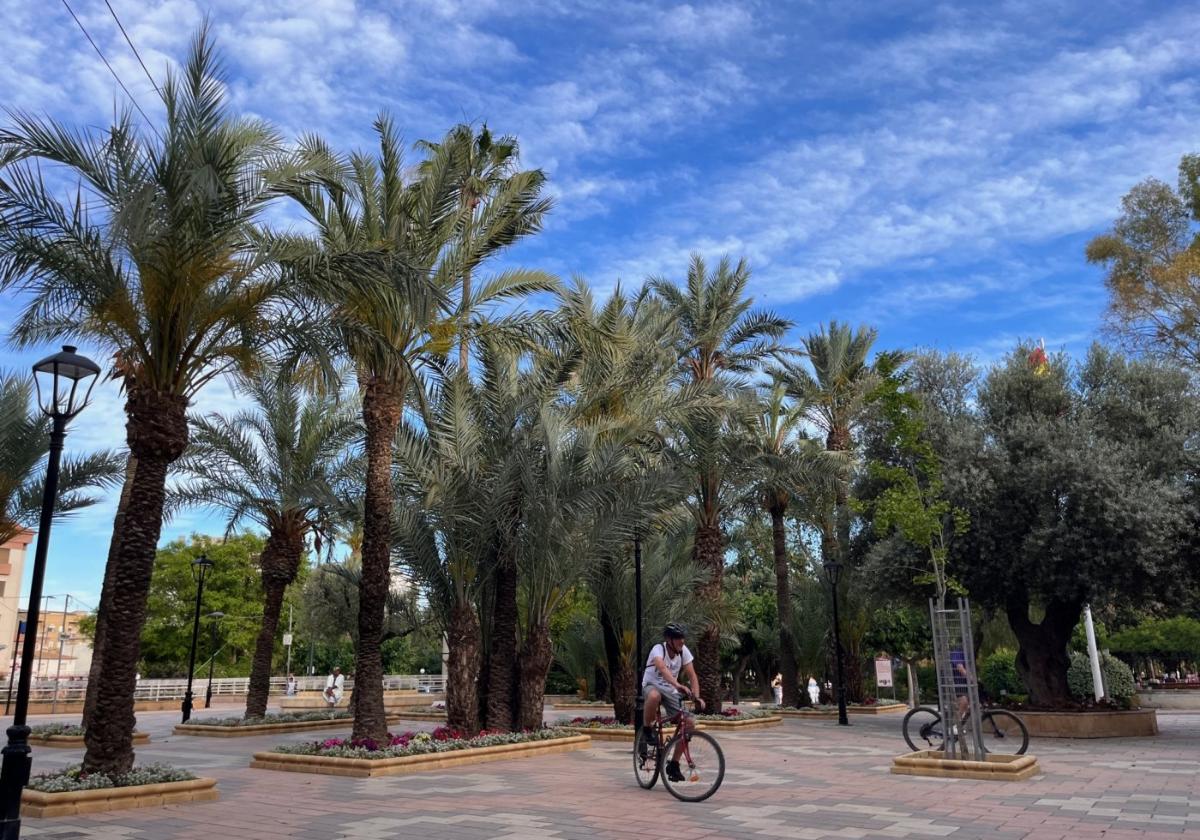 Treinta árboles de la plaza Constitución de Alhama serán trasplantados