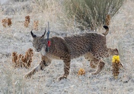 La suelta de un lince en Zarcilla de Ramos, en abril de 2024.