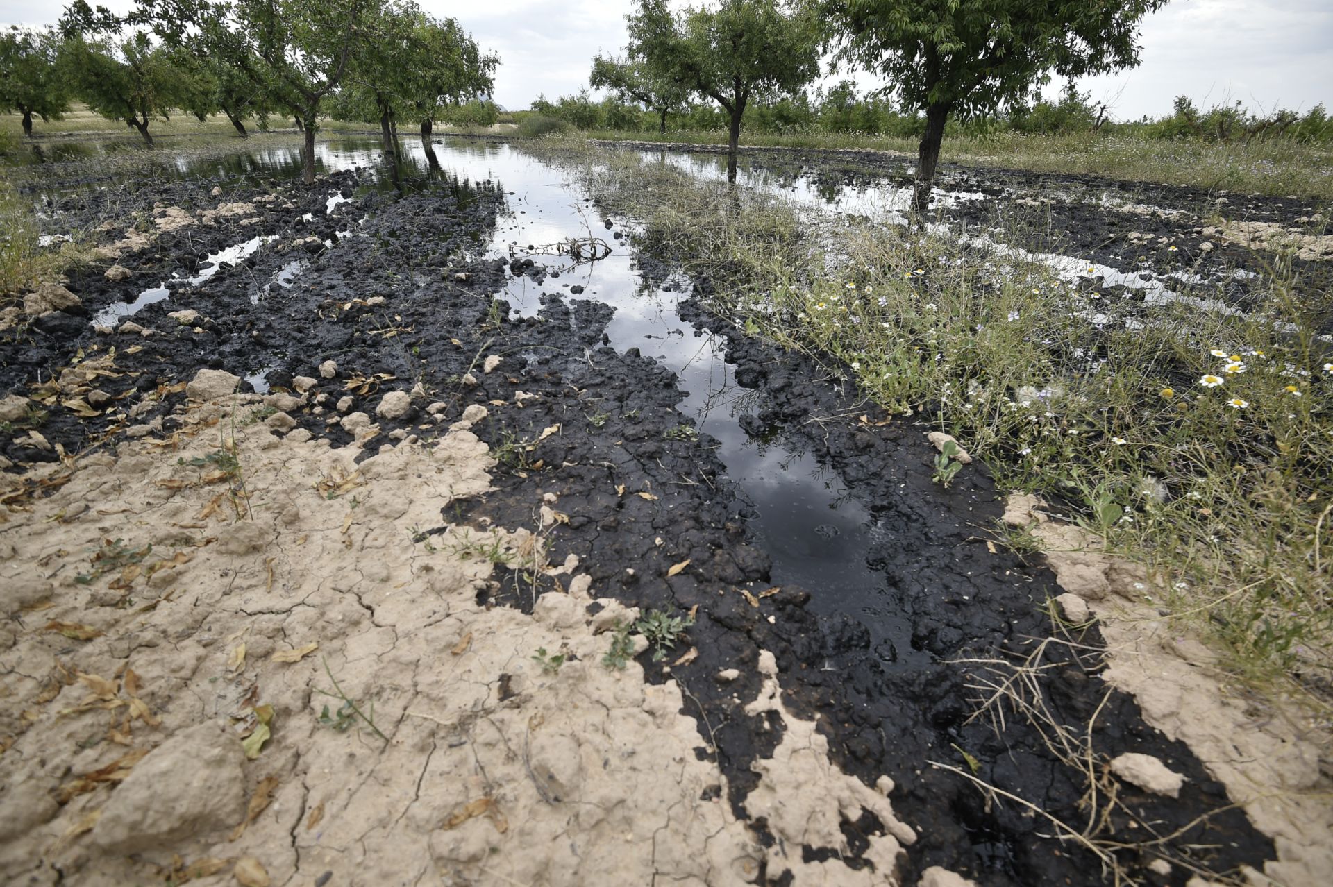 Las imágenes del vertido de petróleo en una finca de Calasparra