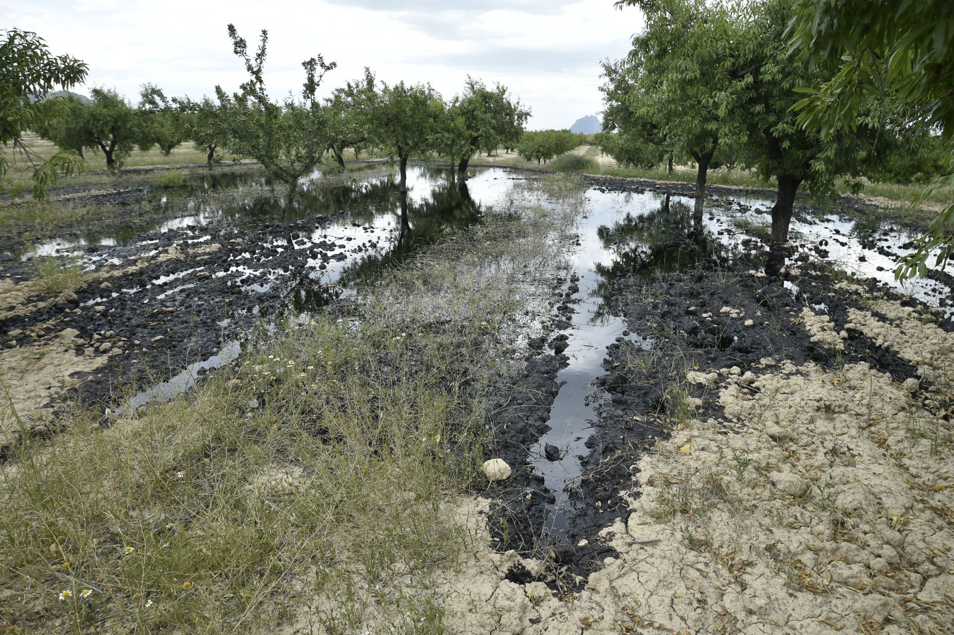 Las imágenes del vertido de petróleo en una finca de Calasparra