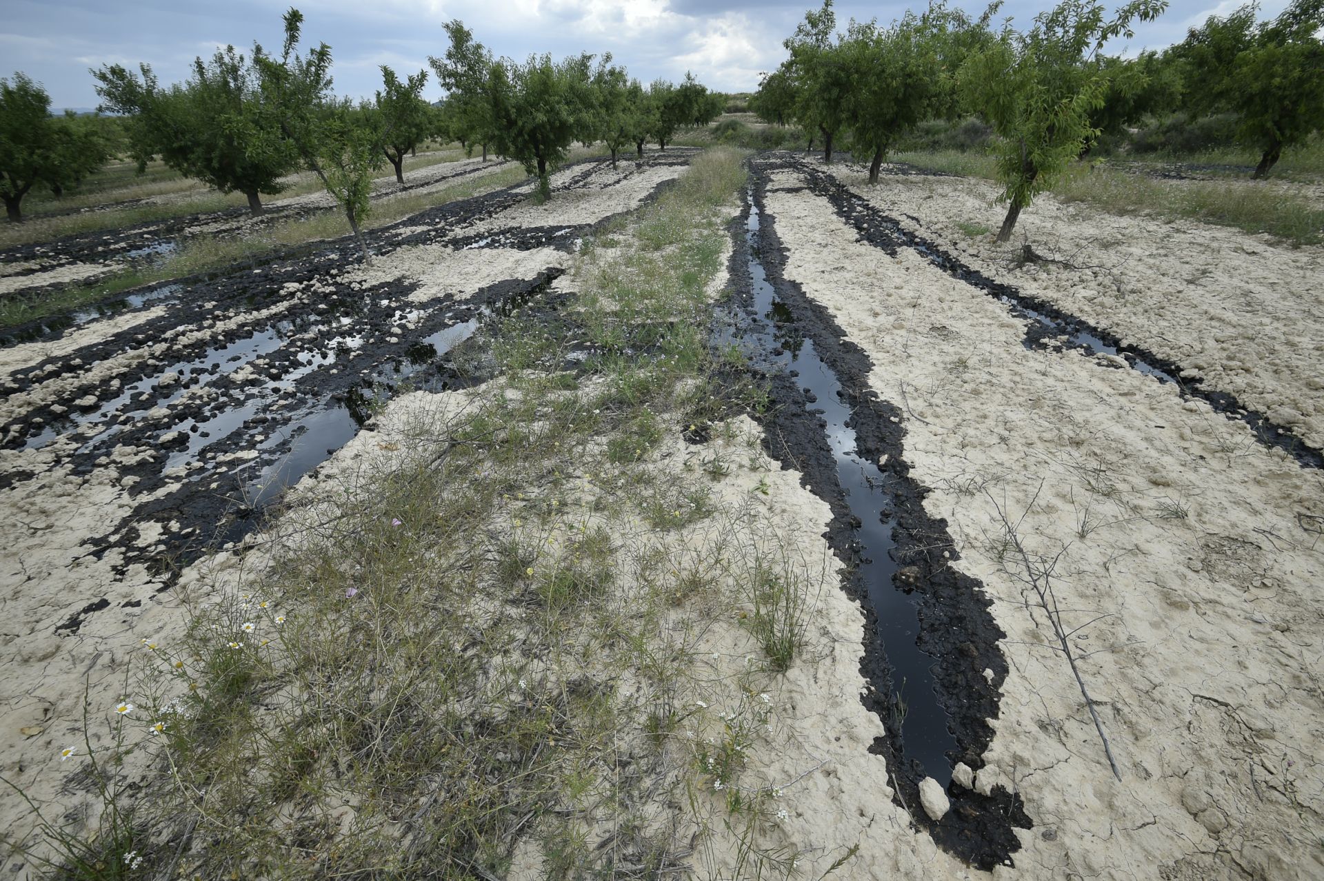 Las imágenes del vertido de petróleo en una finca de Calasparra