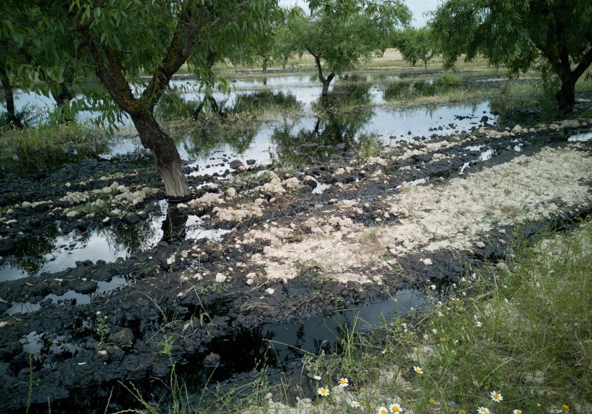 Un vertido de petróleo desde el oleoducto contamina una finca de calasparra cercana al río quípar | la verdad