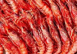 Gamba roja en una imagen de archivo.