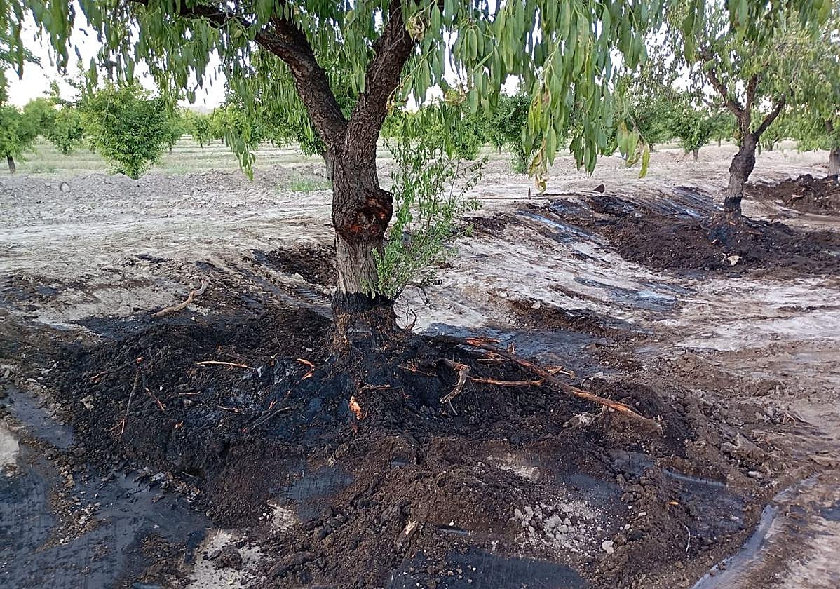 El petróleo vertido se infiltra dos metros en la finca de Calasparra