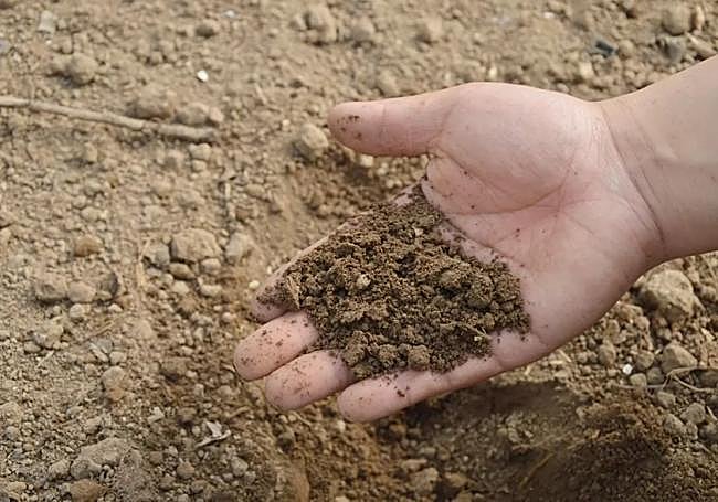Suelo agrícola preparado para su cultivo.