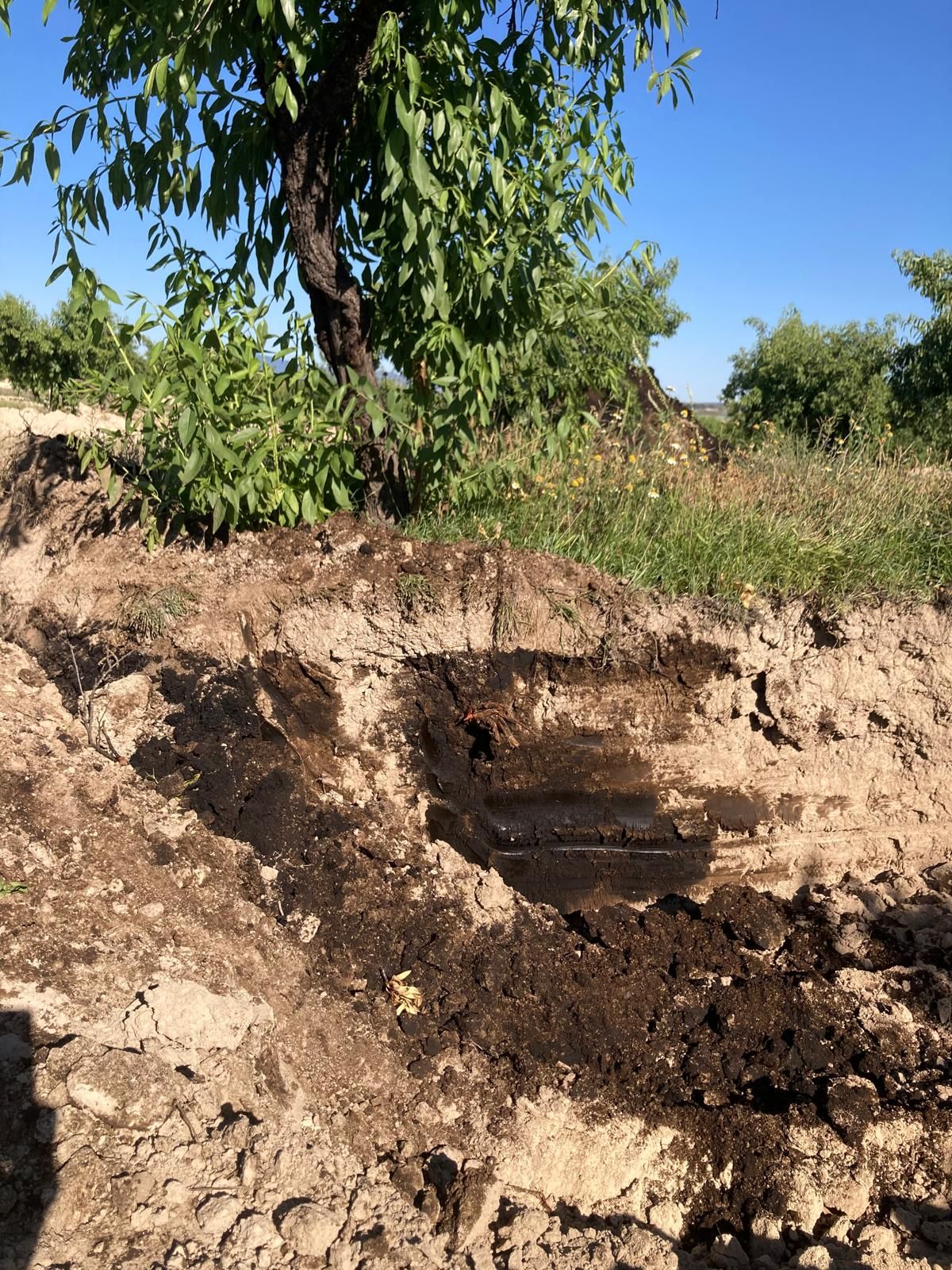 El petróleo vertido se infiltra dos metros en la finca de Calasparra