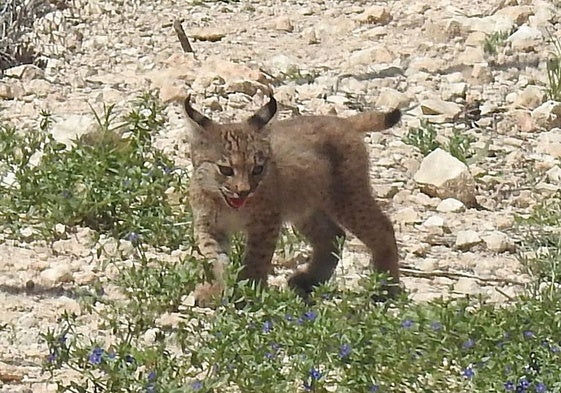Nacen los tres primeros cachorros de lince ibérico en la Región de Murcia