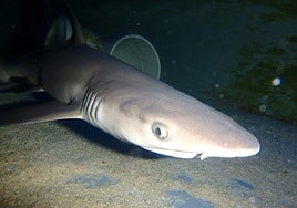 Dónde ver tiburones en Murcia por un euro: el plan perfecto para toda la familia.