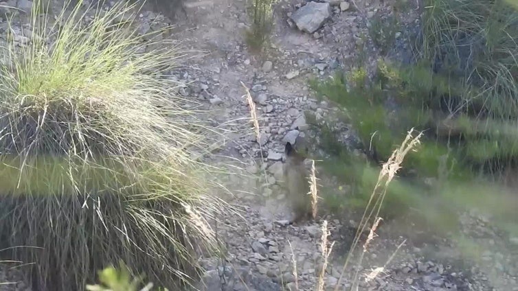 Ya son tres los cachorros de lince ibérico nacidos en la Región de Murcia