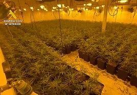 El cultivo encontrado en Totana.