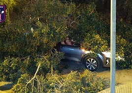 Coche sepultado bajo el ejemplar desplomado en San Andrés.