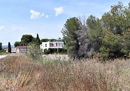 Vegetación seca en la pedanía murciana de Santo Ángel, este lunes.
