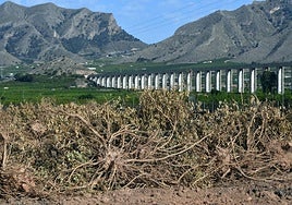 Limoneros arrancados en una finca de Santomera, ayer.