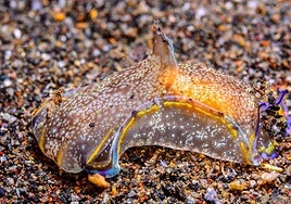 Opistobranquio en Portmán.