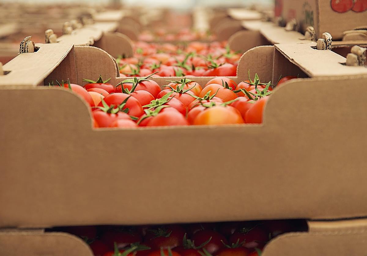 Expertos radiografían los retos y oportunidades de la industria agroalimentaria en el exterior