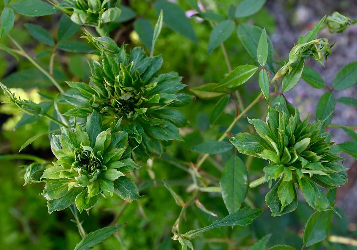 Las rosas verdes de Santomera.
