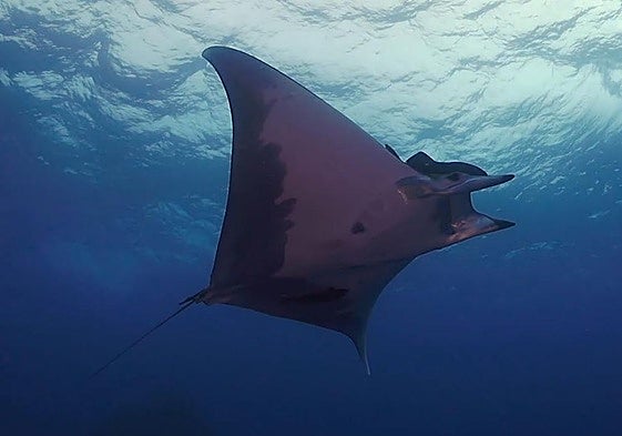 Captura de pantalla del vídeo en el que se muestra a las mantarrayas liberadas.