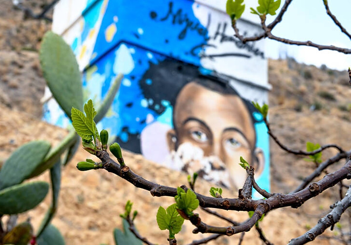 Higuera de la casa natal de Miguel Hernández en Orihuela (Alicante).