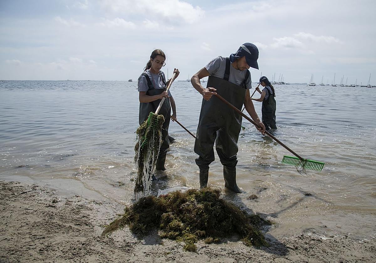 Operarios retiran biomasa del Mar Menor a mediados del pasado mes.