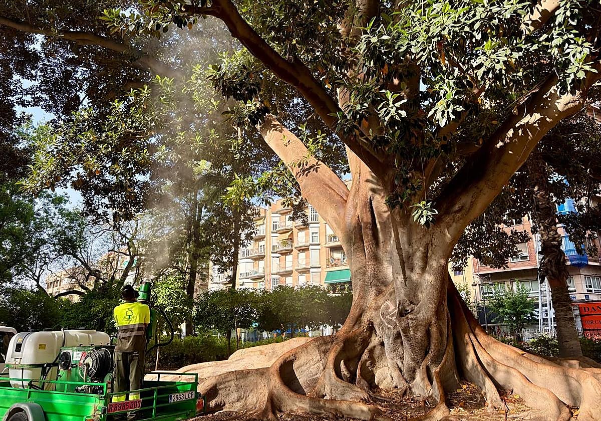 El riego de uno de los árboles del Jardín de Floridablanca.