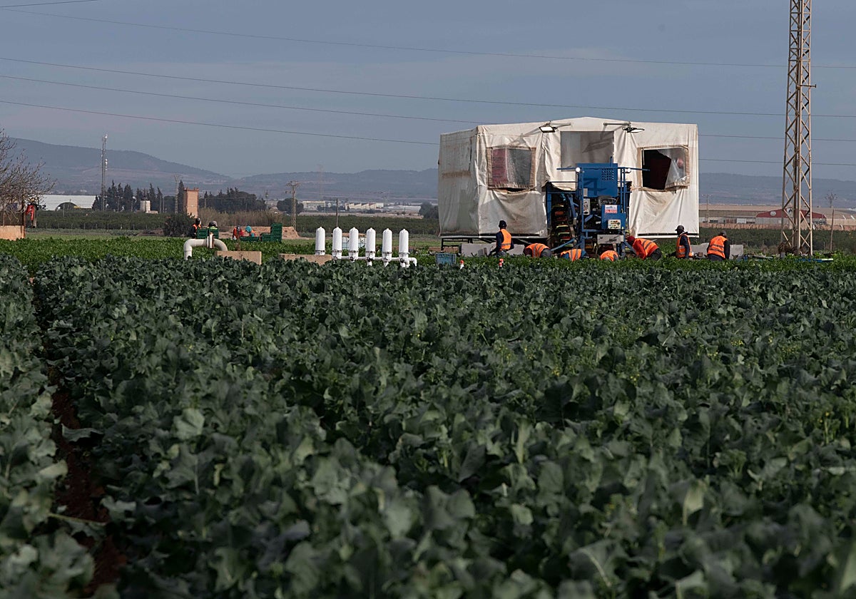 Jornaleros en el Campo de Cartagena, durante la recolección.