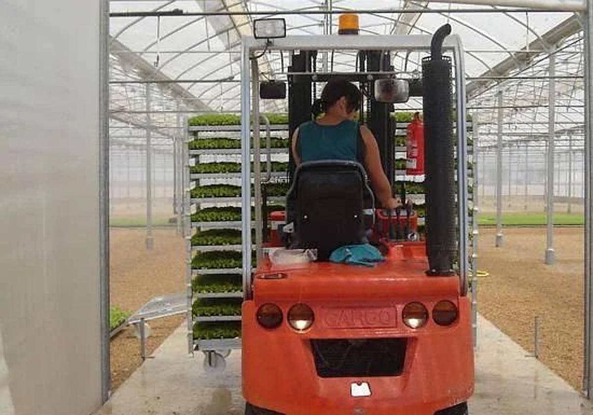 Transporte de bandejas de plantas a su invernadero para el cultivo.