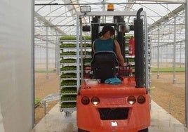 Transporte de bandejas de plantas a su invernadero para el cultivo.