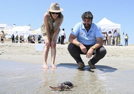 La suelta de tortugas este viernes en la Playa Ensenada del Esparto.