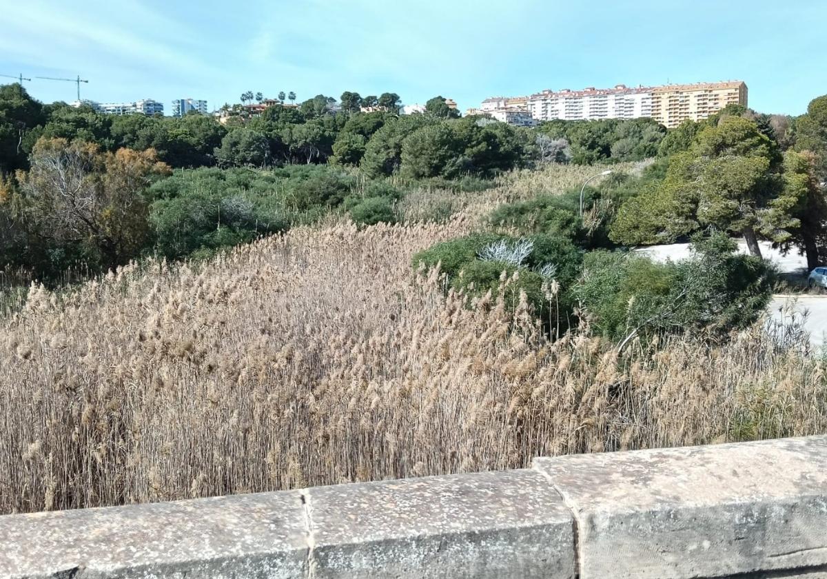 Estado del cauce de la rambla río Nacimiento, repleto de cañas secas.