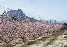 Una finca de melocotones en Cieza en una imagen de archivo.