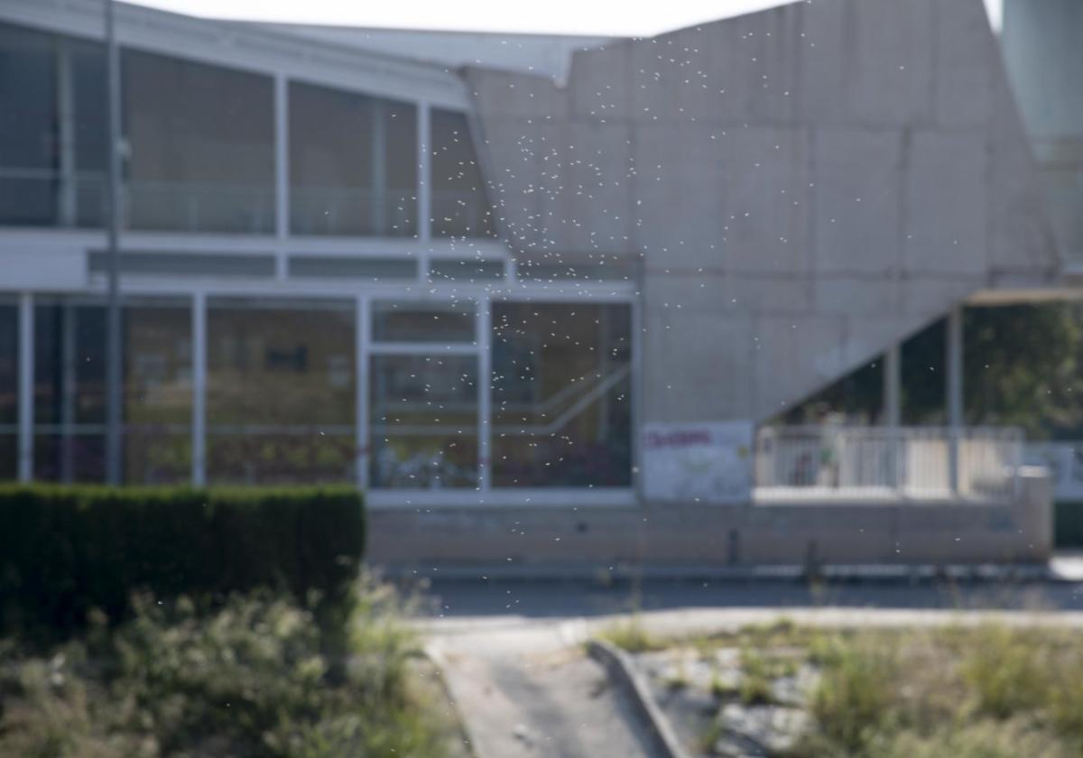 Los mosquitos se agolpan en la ventanilla de un coche, junto a la rambla de Los Barreros.