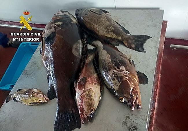 Varios ejemplares de meros capturados en la reserva de Tabarca.