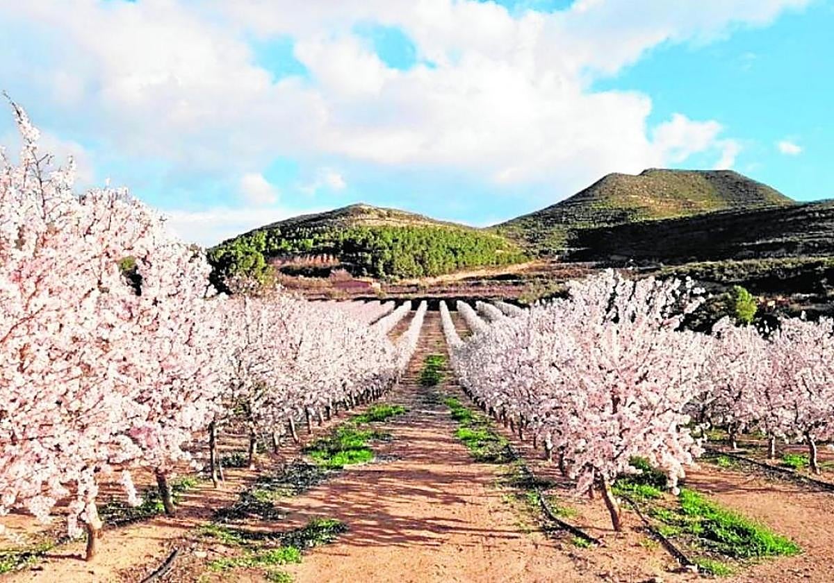 Almendros cultivados en setodurante la época de floración.