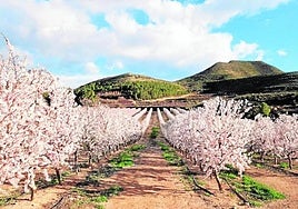 Almendros cultivados en setodurante la época de floración.