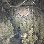 Las plantas halladas en una vivienda de Murcia.