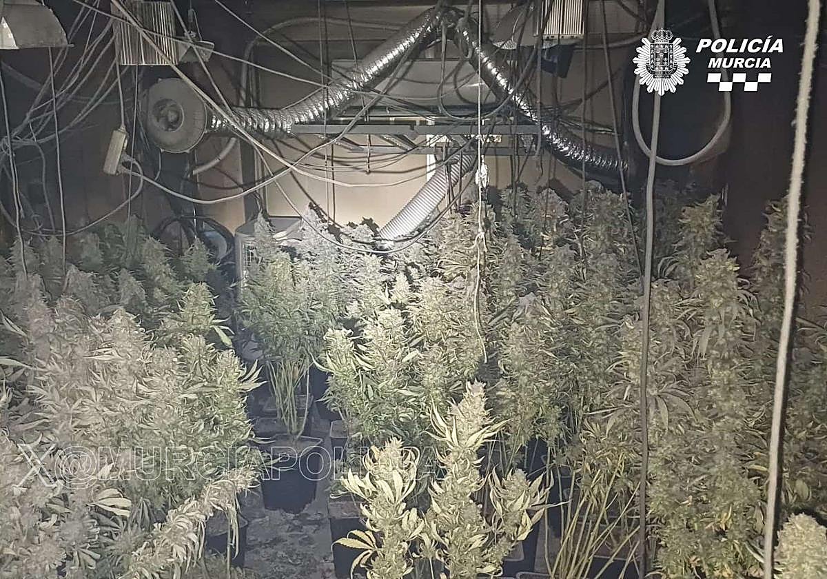 Las plantas halladas en una vivienda de Murcia.