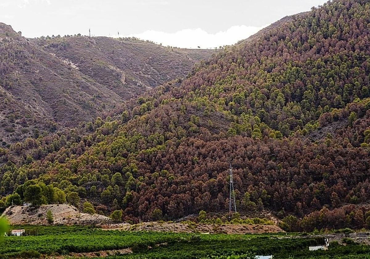 Grandes masas de pinos secos en la Sierra de Carrascoy, en una imagen de archivo.