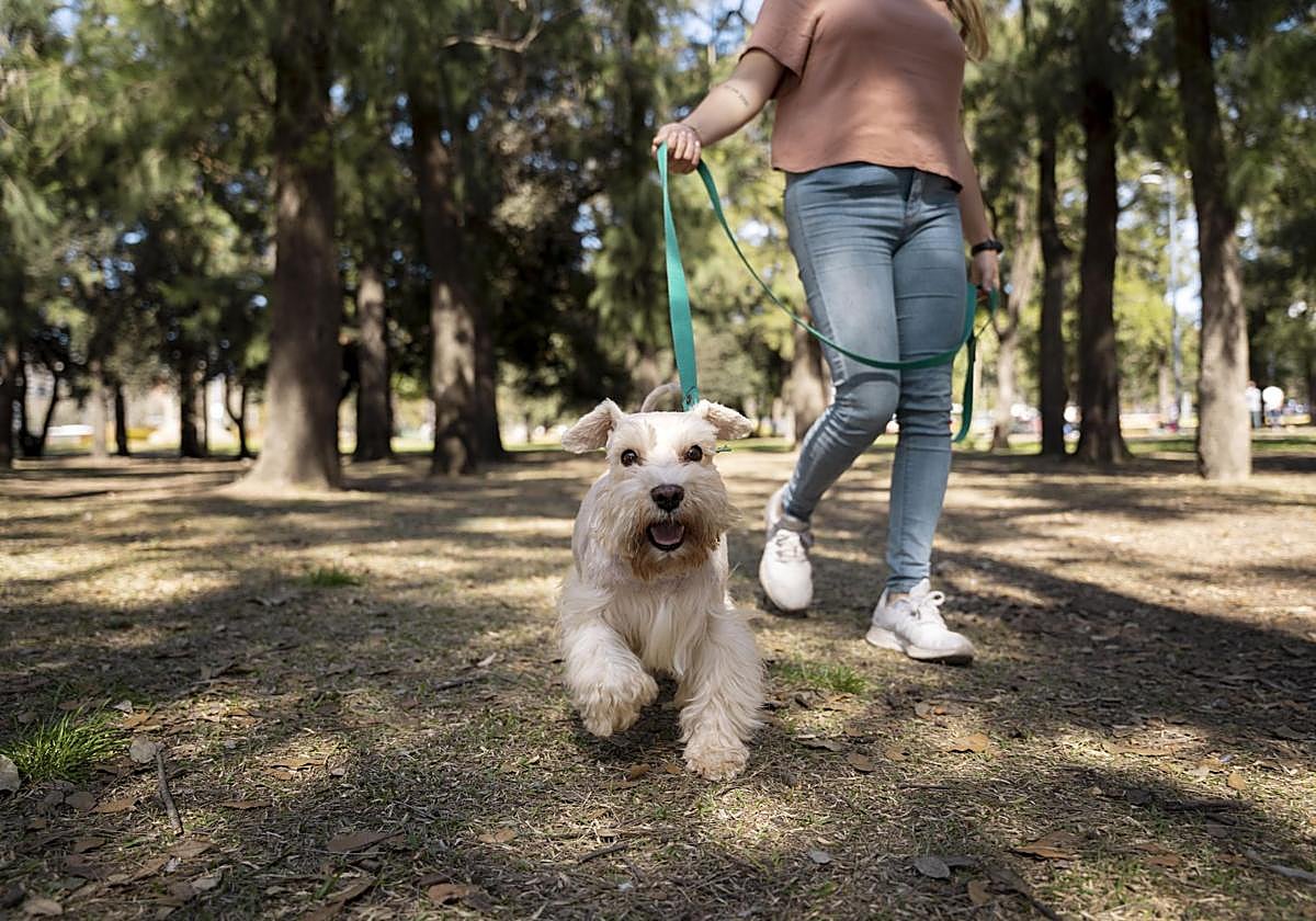 Una veterinaria alerta de esta planta común al pasear al perro: «Causa lesiones, infecciones y abscesos».